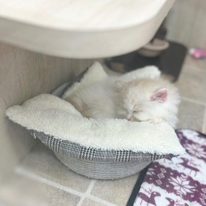 甘えん坊なミヌエットが入園しました💓