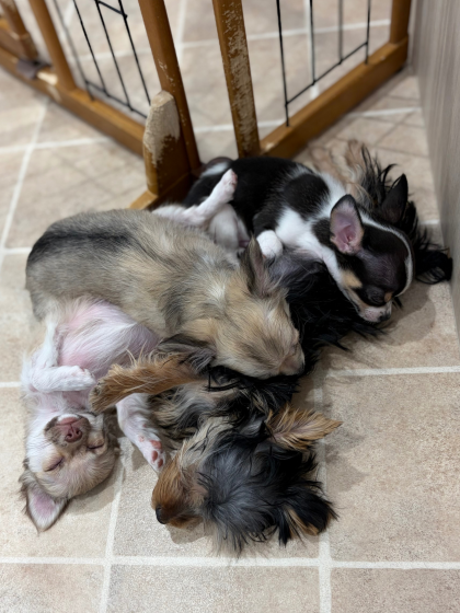 ジョーカー幼稚園🐣お昼寝タイム💤❤️