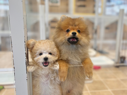 💛たぬきとシュークリーム💛