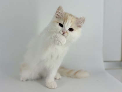 みーたんとナイショ話🐱☁️しない、、❓