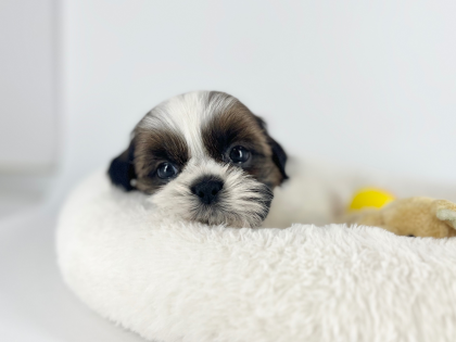 まんまる🌕ムッチムチボディ‼️シーズーがやってきました💓