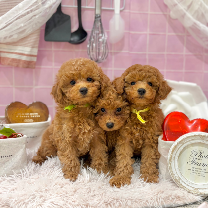 💗トイプー3兄弟💗が入園しました‼️