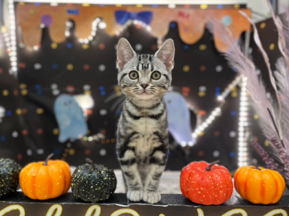【‼️期間限定‼️】ハロウィン限定イベント🎃