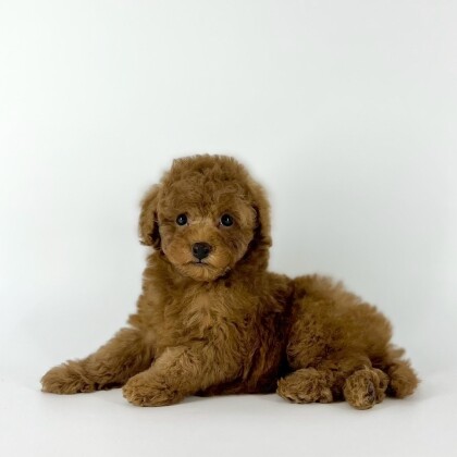 甘えん坊のおぼっちゃまプーくんが入園しました💓‼️