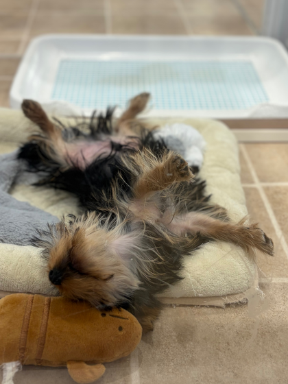 最近お耳が立ちました👂ヨーちゃん‼️
