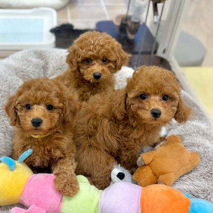 💗トイプー3兄弟💗が入園しました‼️