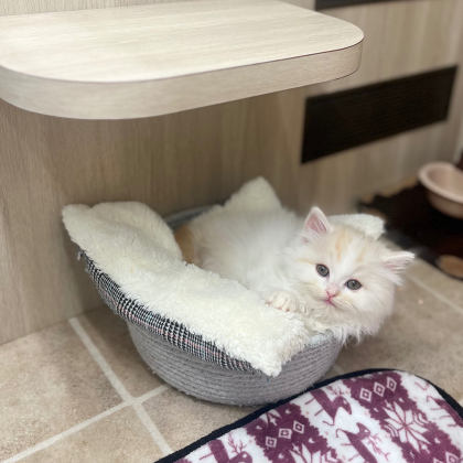 甘えん坊なミヌエットが入園しました💓