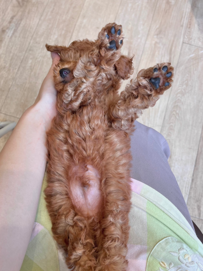 ☁️🐶もこもこ王子のリラックスタイム🐶☁️