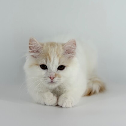 みーたんとナイショ話🐱☁️しない、、❓