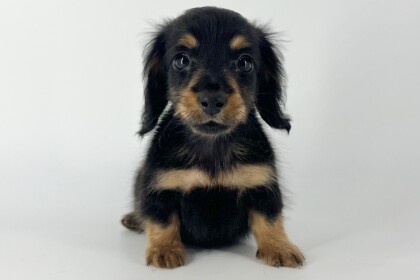 💓ドヤ顔がチャームポイントのだっちゃんです💓