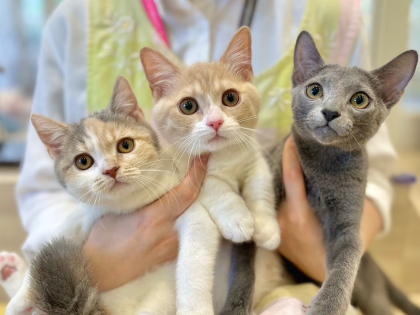 💗🐱グランベリーCatsのご紹介🐱💗