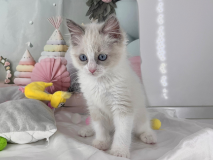 ❄️美人すぎる猫ちゃんがやってきました❄️