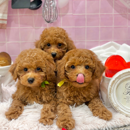 💗トイプー3兄弟💗が入園しました‼️