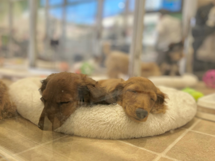 癒し度120%‼️子犬たちのお昼寝タイム☀️