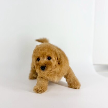 🔥負けず嫌いな甘えん坊男子👦🏻入園‼️