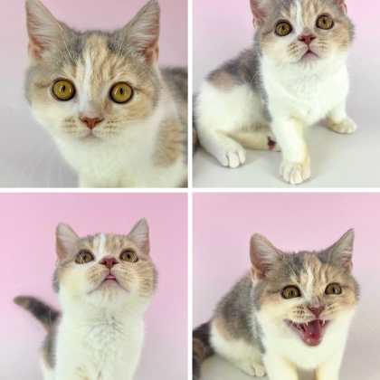 💗🐱グランベリーCatsのご紹介🐱💗
