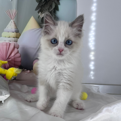 ❄️美人すぎる猫ちゃんがやってきました❄️