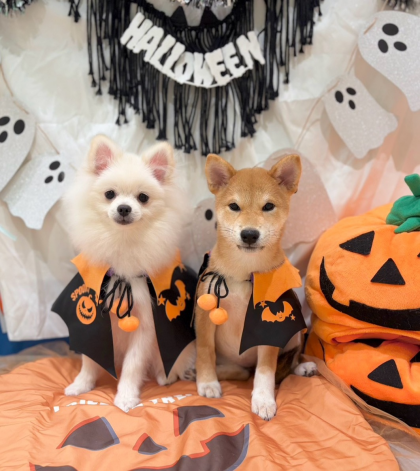 ☠️HAPPY HALLOWEEN🎃