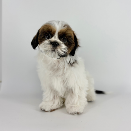 🐣わんにゃん幼稚園🐣オフショット💗