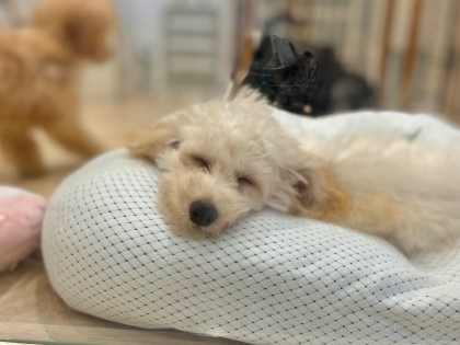 みんなのお昼寝特集☀️💤😴