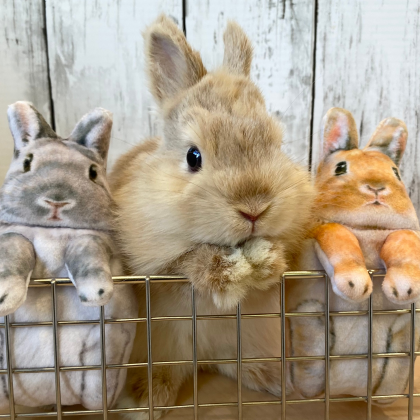 うさぎ雑貨、販売中！！