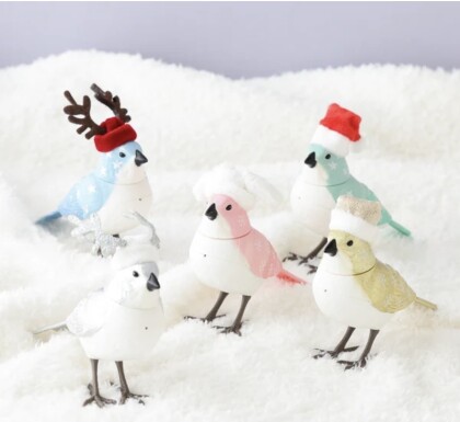 Xmas限定のミュージックバードが入荷しました🐥✨