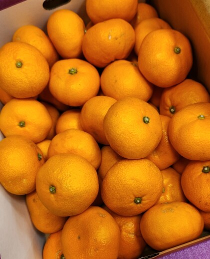 12月31日のおすすめ！箱入り『みかん』