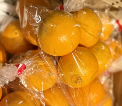 3月6日のおすすめ！熊本県産『ネーブルオレンジ』