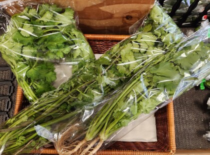 11月8日のおすすめ！群馬県産『パクチー』