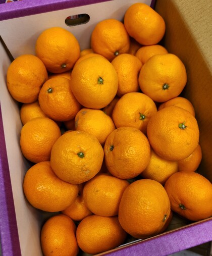 12月12日のおすすめ!箱入り『三ケ日みかん』