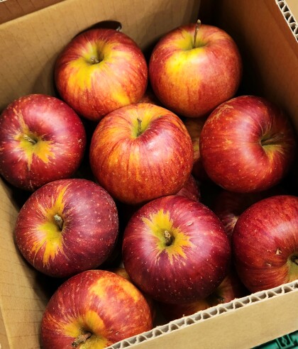 9月21日のおすすめ！訳ありりんご🍎『サンつがる』🍎箱入り
