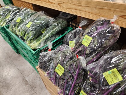 4月2日のおすすめ！折本園『ケール』2種