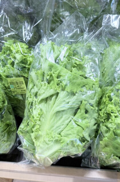 4月9日のおすすめ！自社農園産レタス『ビバヴェルディ』