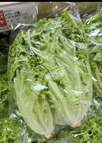 4月24日のおすすめ！自社農園産レタス『ビバヴェルディ』