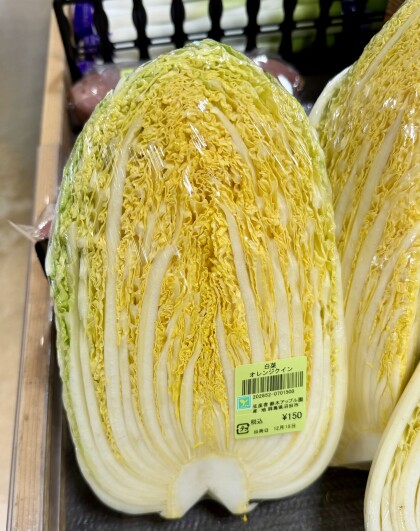 12月15日のおすすめ!白菜『オレンジクイン』