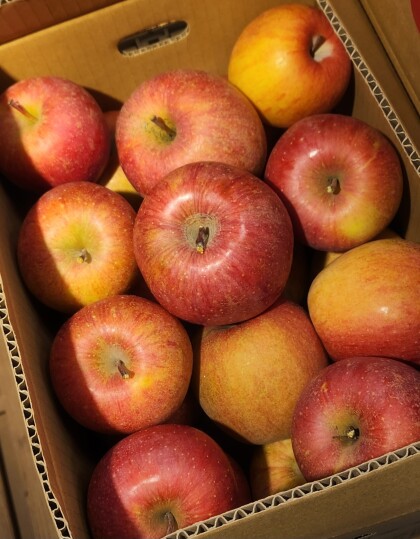 11月24日のおすすめ!『訳ありりんご(サンふじ)』(箱入り)