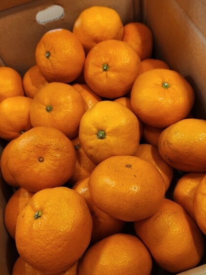 12月31日のおすすめ！箱入り『みかん』