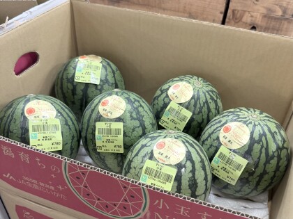 7月19日のおすすめ！新潟県産『小玉すいか』