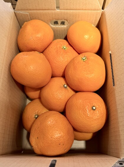 3月24日のおすすめ！『伊予柑』