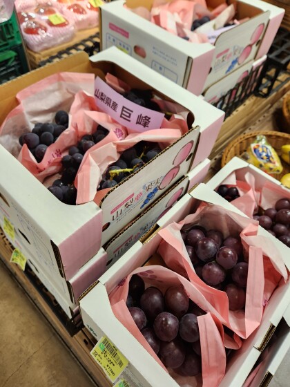 8月19日のおすすめ!ぶどう2種『巨峰』『藤稔』🍇