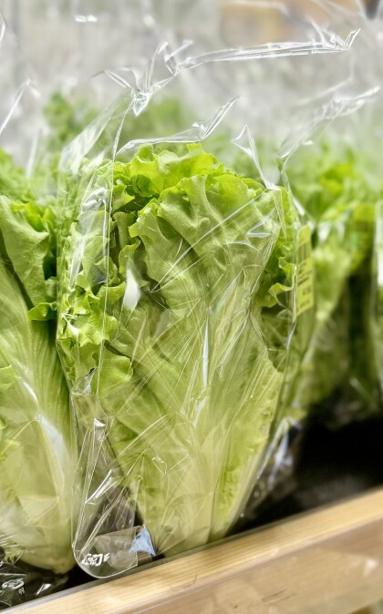 2月27日のおすすめ!自社農園産レタス『ビバヴェルディ』