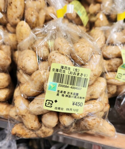 9月13日のおすすめ!古木農園🥜『落花生(生)おおまさり』
