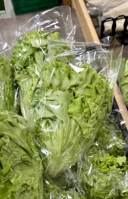 3月12日のおすすめ!自社農園産レタス『ビバヴェルディ』