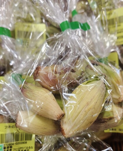 2月24日のおすすめ！『ふきのとう』