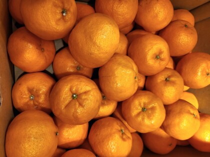 1月20日のおすすめ!愛媛県産『ポンカン』