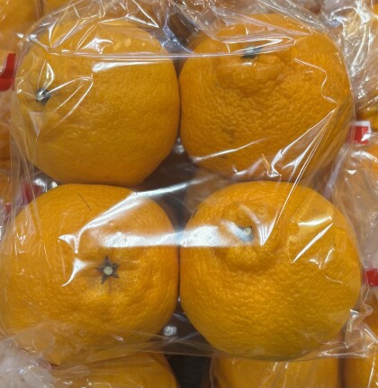 3月25日のおすすめ！柑橘『しらぬい』