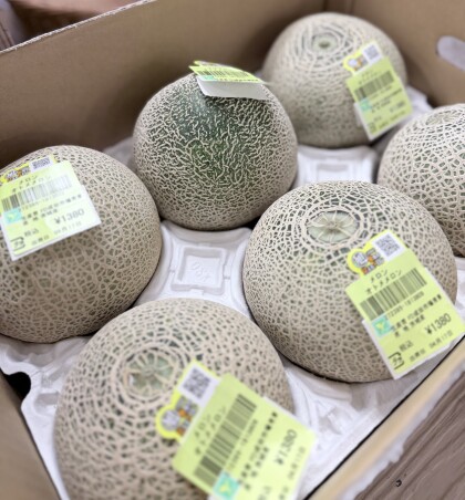 4月17日のおすすめ！茨城県産『オトメメロン』