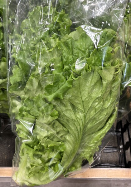 11月5日のおすすめ！『リーフレタス』