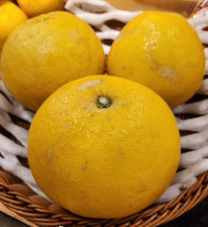 4月18日のおすすめ！『文旦』（ぶんたん）