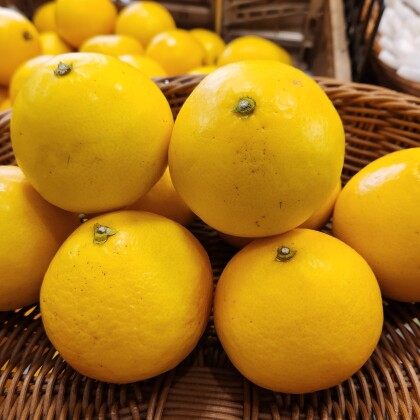 4月30日のおすすめ！『小夏』（こなつ）🍊